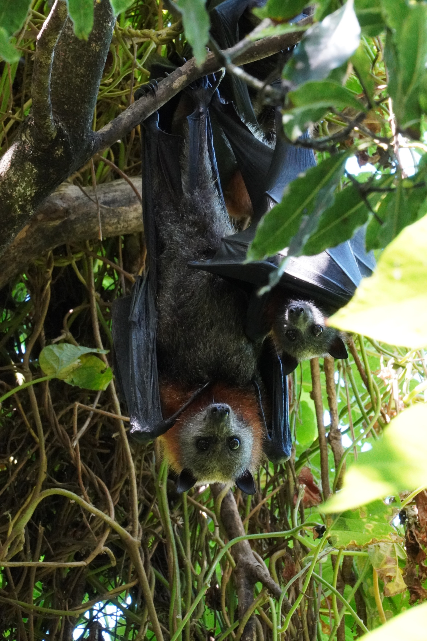The Bat Watch Picnic Event City Of Canterbury Bankstown the-bat-watch-picnic-event-city-of-canterbury-bankstown